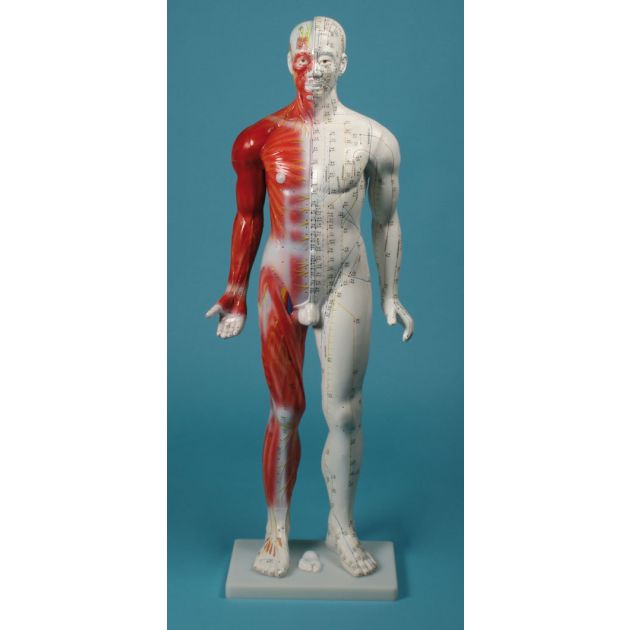 Modèle d&rsquo;acupuncture chinois, 80 cm
