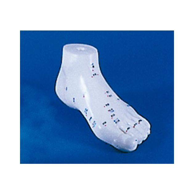 Modèle d&rsquo;acupuncture d&rsquo;un pied