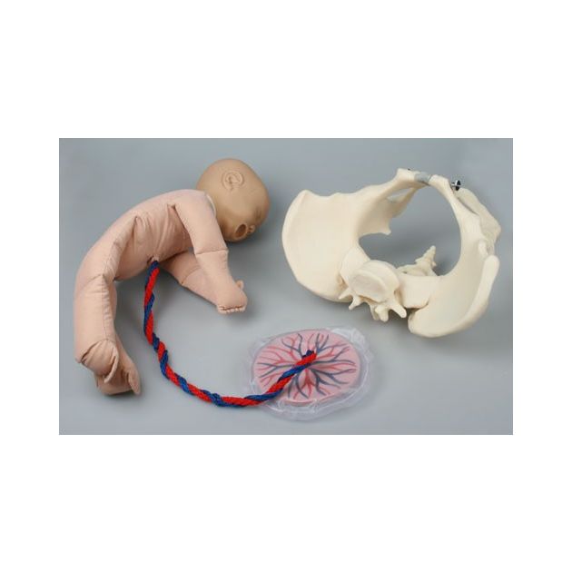 Bassin féminin avec poupée de foetus