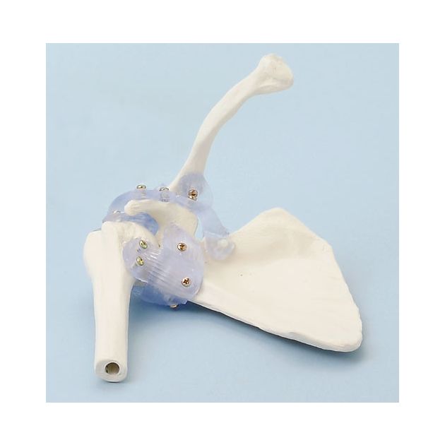 Articulation scapulaire avec ligaments avec support