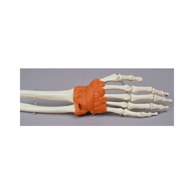 Modèle du poignet avec ligaments