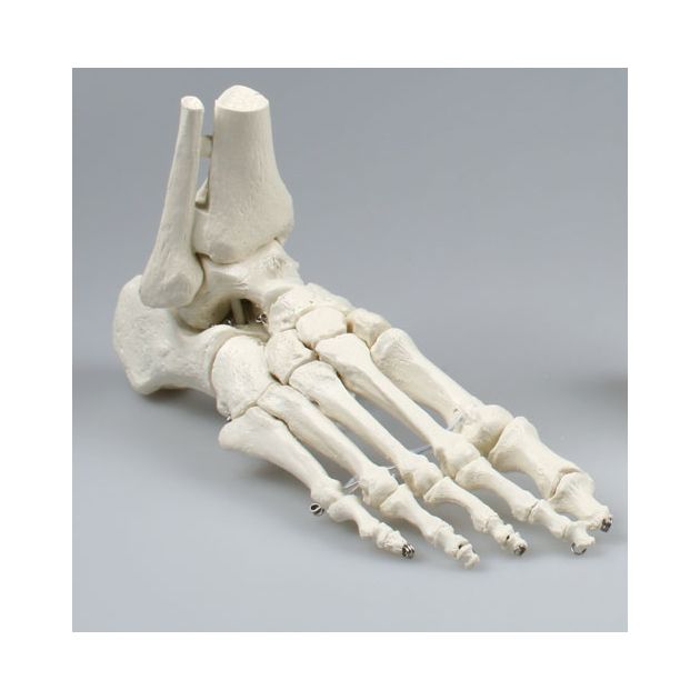 Squelette du pied avec début de tibia et du péroné
