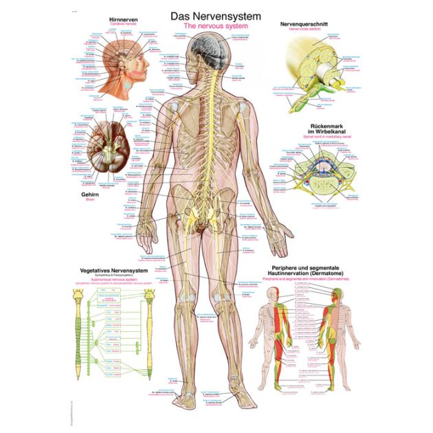 Erler-Zimmer Poster _x0084_Le système nerveux_x0093_