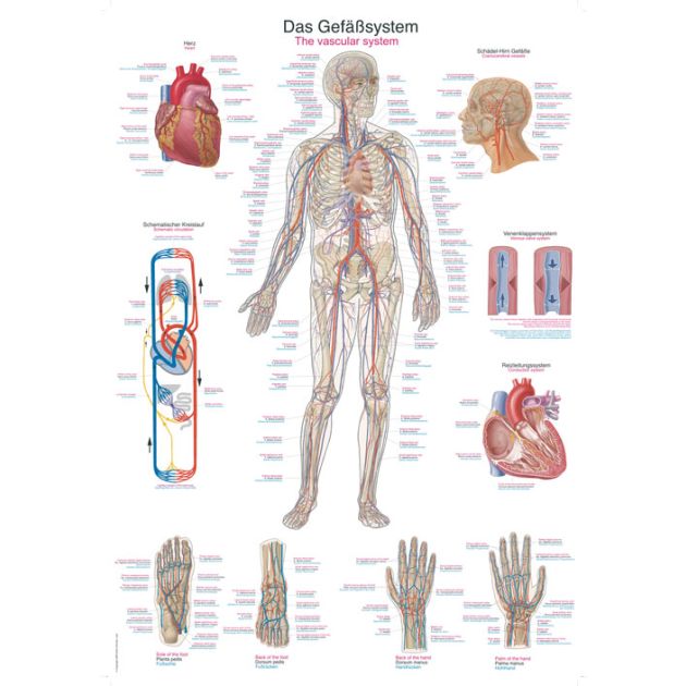 Erler-Zimmer Poster Le système vasculaire