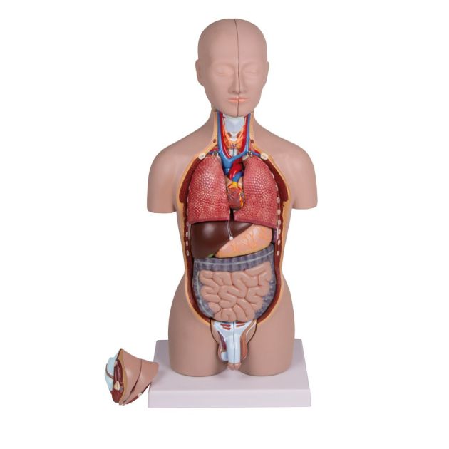 Torse miniature, 16 parties, unisexe