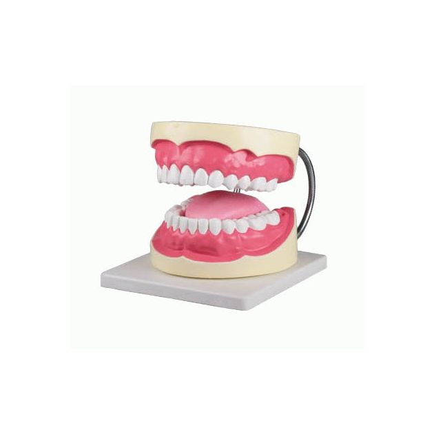 Modèle de dentier, agrandi 3x