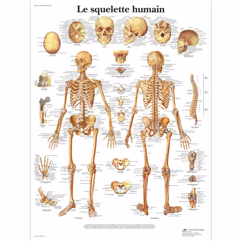 PLANCHES ANATOMIQUES SQUELETTE HUMAIN