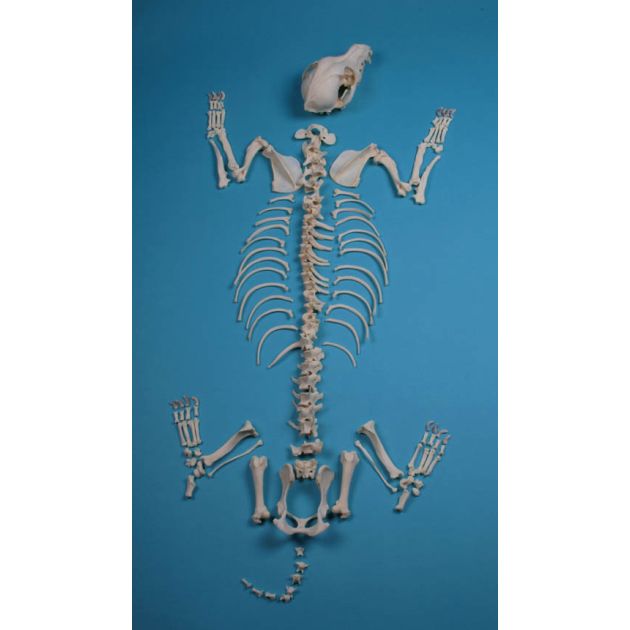 Squelette de chien, désassemblé, chien de taille moyenne